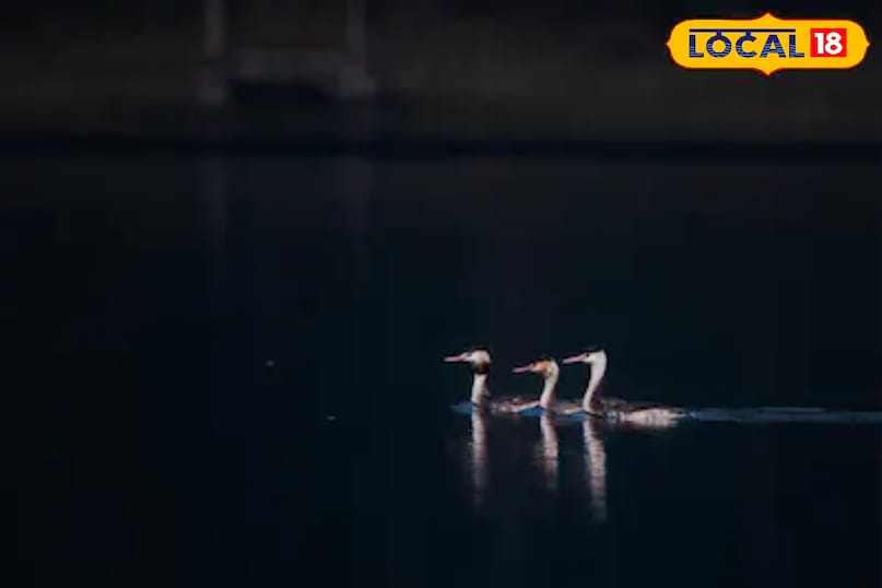 साइबेरियन पक्षी है खास 