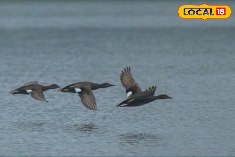 जोड़े के साथ आते हैं