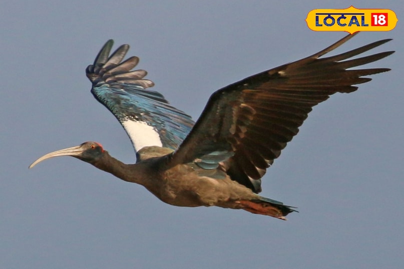 साइबेरियन पक्षियों का आगमन