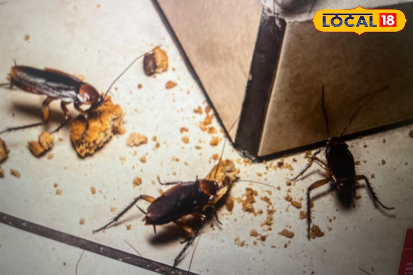 इस्तेमाल करने का सही तरीका नुस्खा केवल तभी काम करेगा जब इसे उन जगहों पर रखेंगे जहां कॉकरोच सबसे ज्यााद सक्रिय रहते हैं। आप सिंक के नीचे की कैबिनेट, गैस सिलेंडर के पीछे की दीवार, फ्रिज के नीचे या पीछे का हिस्सा, स्टोर रूम या अंधेरी अलमारी के कोने इन जगहों पर रख सकते हैं। ध्यान रहे कि कटोरे को ऐसी जगह रखें जहां बच्चे या पालतू जानवर आसानी से न पहुंच सकें, हालाँकि यह नुस्खा जहरीला नहीं है। इस्तेमाल करने का सही तरीका नुस्खा केवल तभी काम करेगा जब इसे उन जगहों पर रखेंगे जहां कॉकरोच सबसे ज्यााद सक्रिय रहते हैं। आप सिंक के नीचे की कैबिनेट, गैस सिलेंडर के पीछे की दीवार, फ्रिज के नीचे या पीछे का हिस्सा, स्टोर रूम या अंधेरी अलमारी के कोने इन जगहों पर रख सकते हैं। ध्यान रहे कि कटोरे को ऐसी जगह रखें जहां बच्चे या पालतू जानवर आसानी से न पहुंच सकें, हालाँकि यह नुस्खा जहरीला नहीं है।