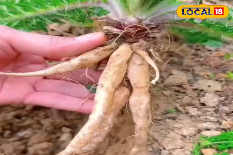 मिल्क थिसल मिल्क थिसल