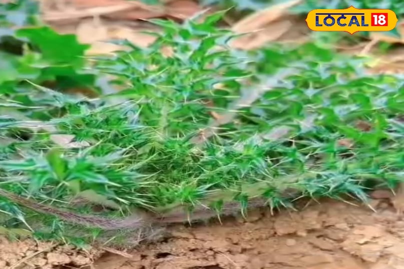 मिल्क थीसल मिल्क थीसल