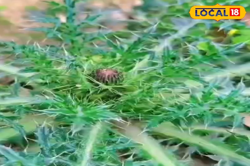 मिल्क थीसल मिल्क थीसल