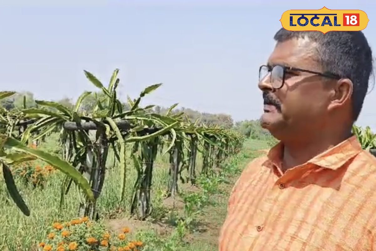 भोजपुर के किसान ने ड्रैगन फ्रूट की ऑर्गेनिक खेती से की मोटी कमाई, जानें तरीका