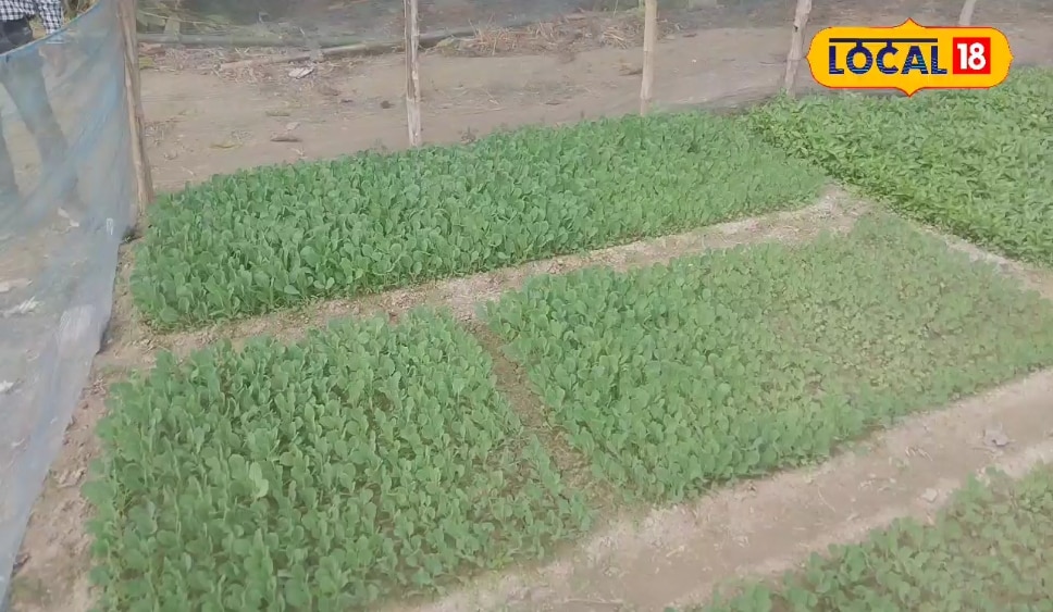 बोने से पहले सीड ट्रीटमेंट, ऑर्गेनिक खाद का इस्तेमाल, ऐसे बनेगी गोभी की नर्सरी
