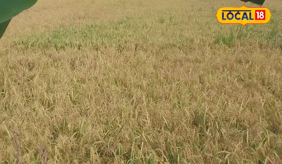 धान की कटाई से पहले रखें इन बातों का ध्यान, वरना हो सकता है बड़ा नुकसान