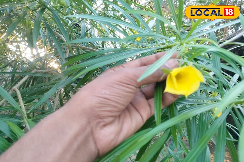 कनेर कनेर