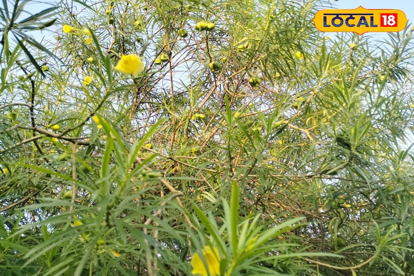 कनेर कनेर