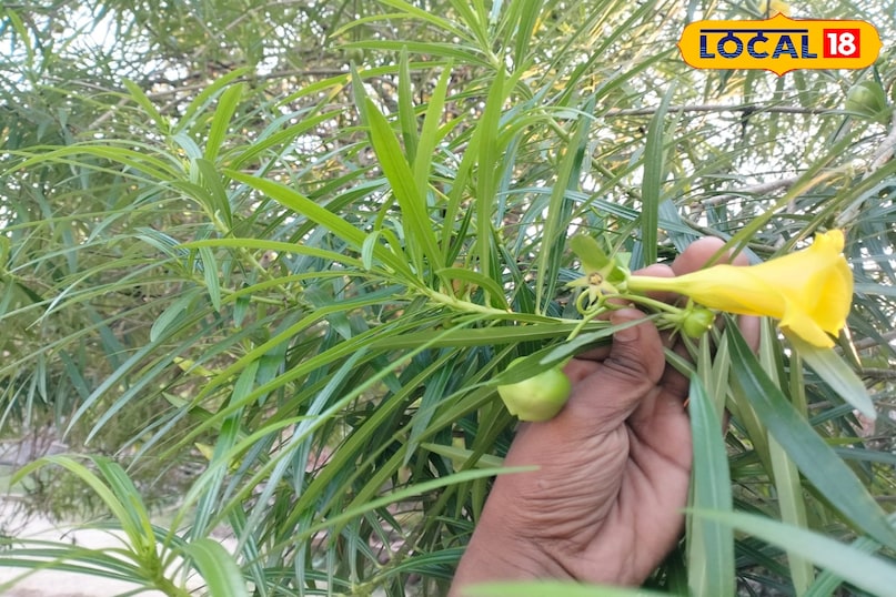 कनेर कनेर