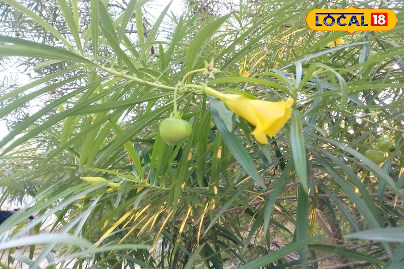कनेर कनेर