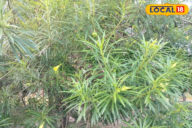 कनेर कनेर