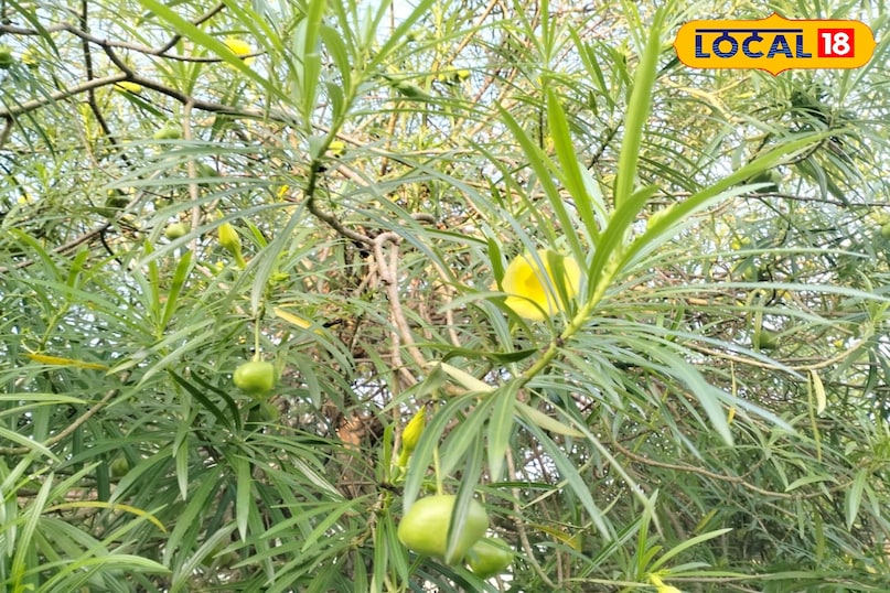 कनेर कनेर