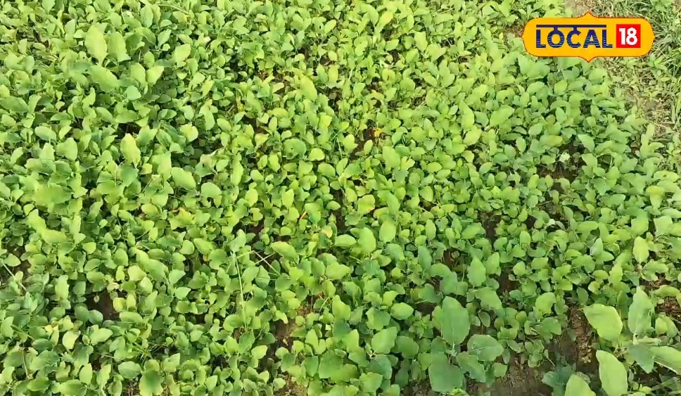 अररिया: खेती के इस तरीके से कमाई होगी डबल,किसान ने बताया कैसे बढ़ती है पैदावार