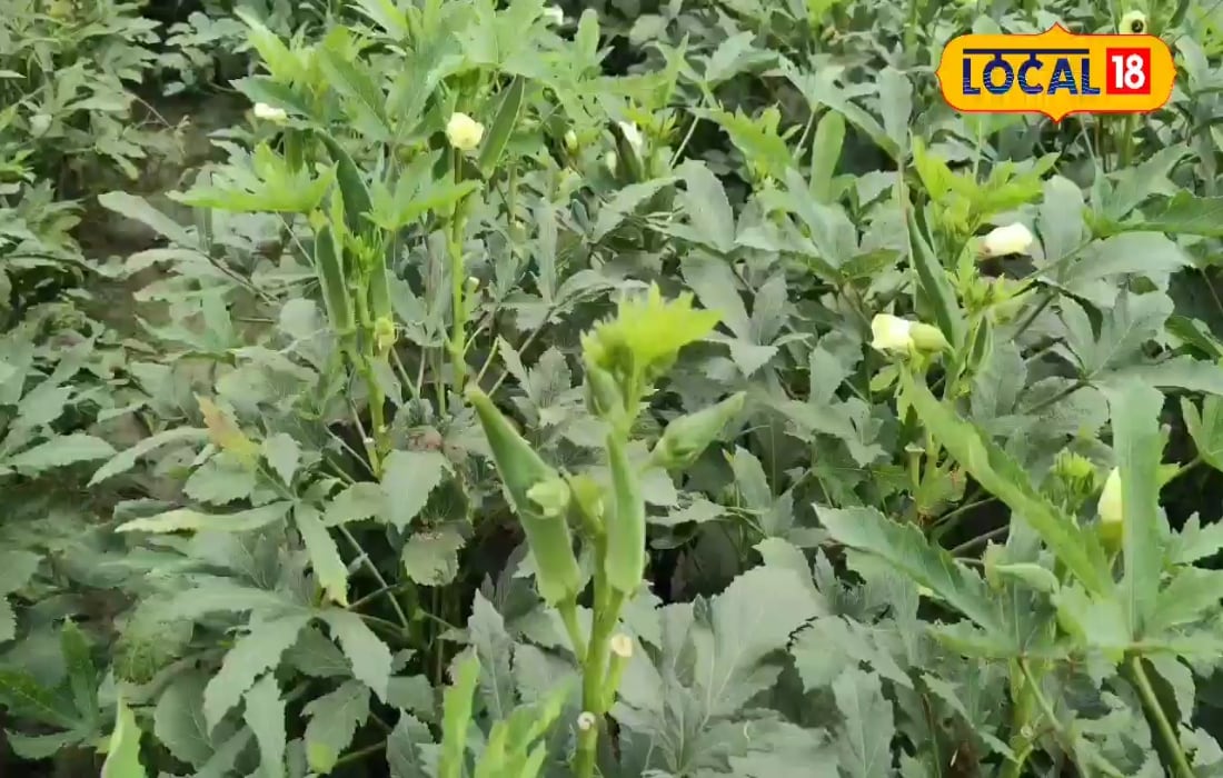 इस सब्जी की खेती से होगी तगड़ी कमाई, उन्नत किस्म की बीज देगा कई गुना मुनाफा