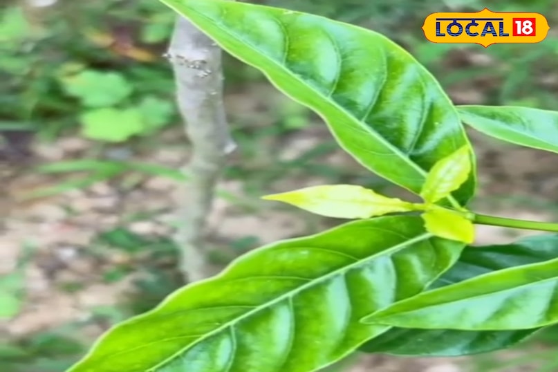 चमेली फूल 