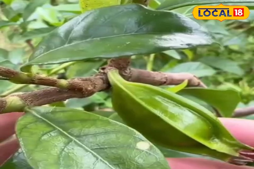 चमेली फूल 