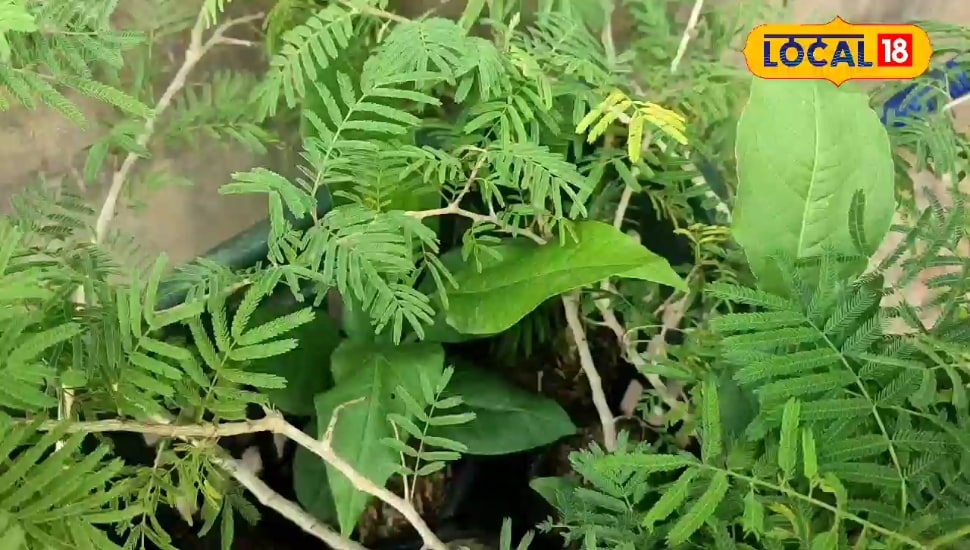 Shami के पौधे की पूजा से मिलेगी शिव की कृपा, घर से कोसों दूर रहेगी नकारात्मकता