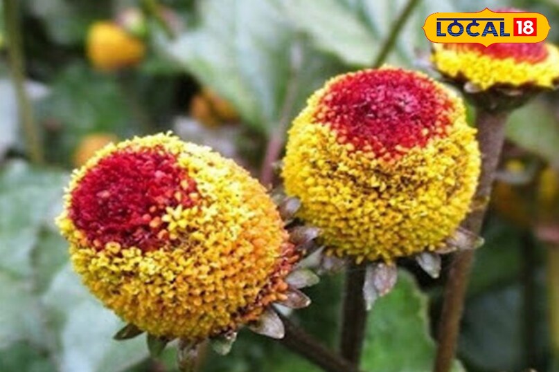 मिलेगा बेहतर लाभ