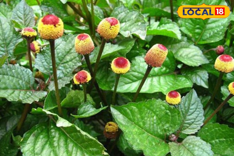 ऐसे करें इस्तेमाल