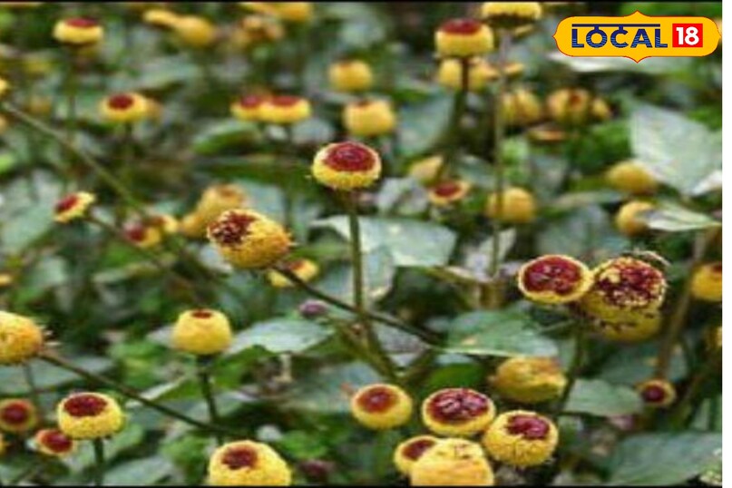 ऐसे करें उपयोग 