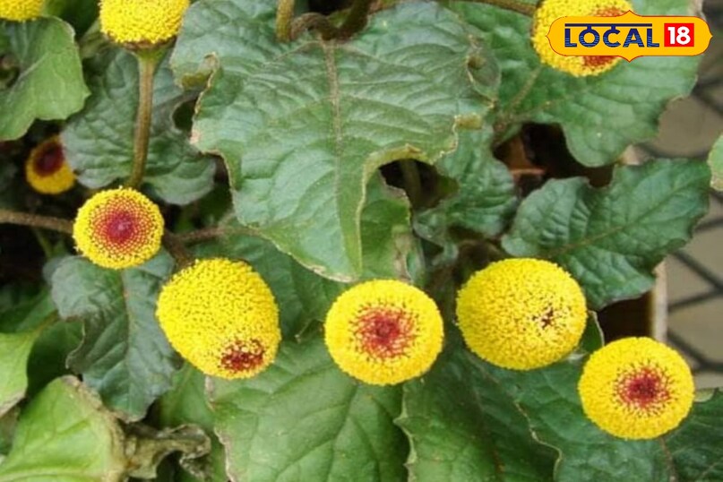 विशेषज्ञों की सलाह 