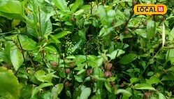 Chech Bhaji Gardening: गमले में उगाइए बस्तर की फेमस चेच भाजी, 30 दिन में तैयार