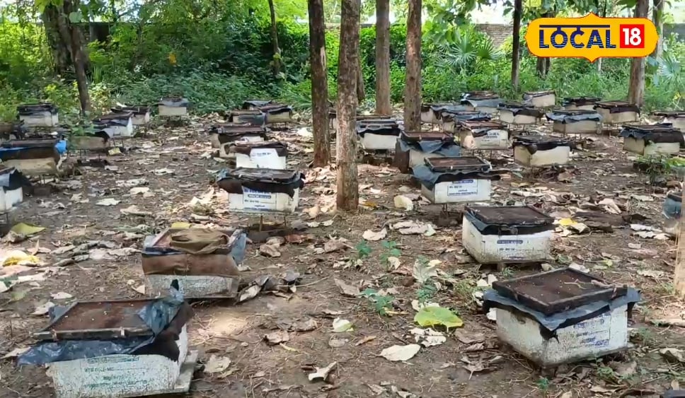 3 माह में लखपति बना देगा ये बिजनेस, बिहार में तेजी से बढ़ रहा व्यवसाय