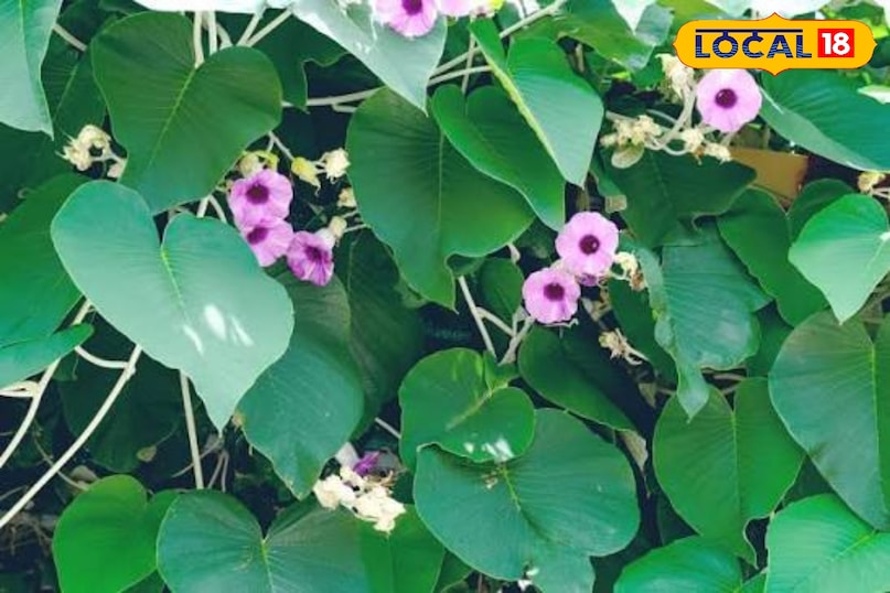 विधारा विधारा