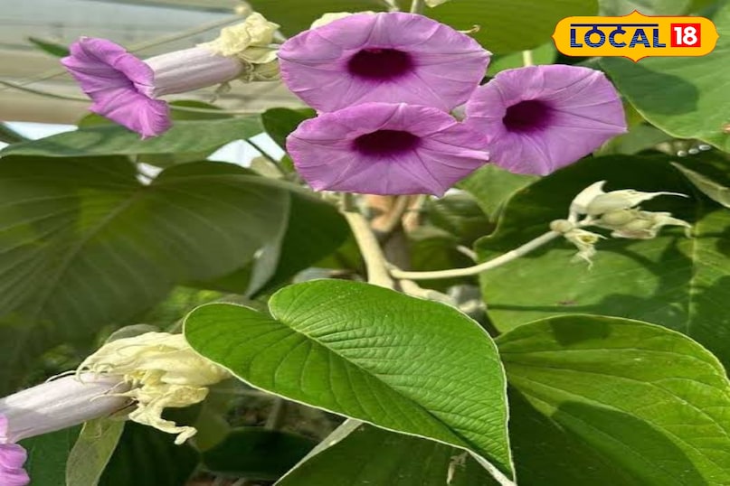 विधारा विधारा