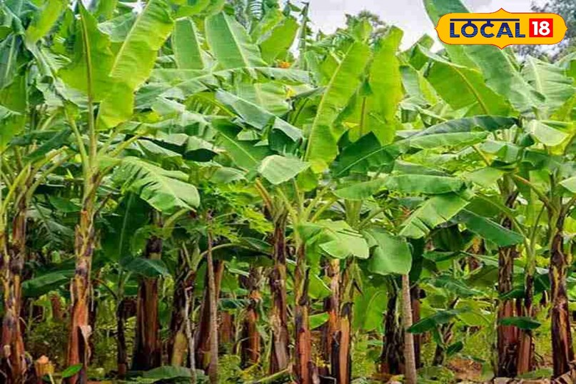 केले का पौधा केले का पौधा भी मोनोकार्पिक है। यह लगभग 9-12 महीने में बढ़कर एक बड़ा गुच्छा (केला) देता है। फल तोड़ने के बाद वह मुख्य तना मर जाता है, लेकिन उसके आसपास नए पौधे निकल आते हैं। केले का पौधा लगाना बेहद आसान है। इसकी जड़ से निकलने वाले छोटे पौधे को अलग करके नए स्थान पर लगा दिया जाता है। इसे भरपूर पानी और उपजाऊ मिट्टी की जरूरत होती है।