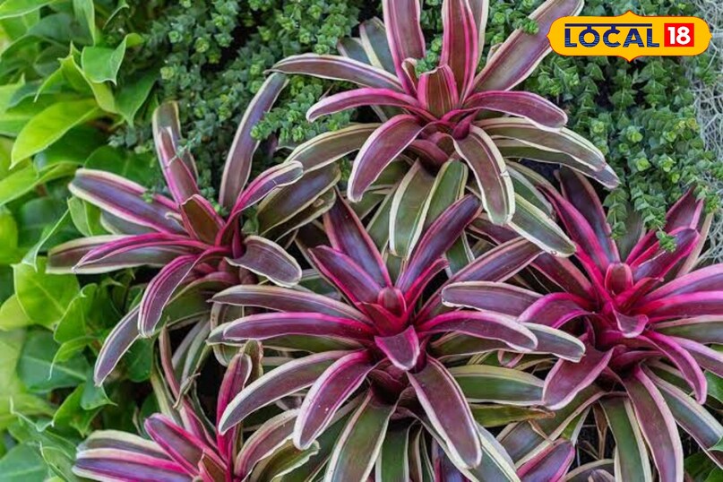 कुछ प्रकार के ब्रॉमेलीड्स ब्रॉमेलीड्स की कई प्रजातियाँ मोनोकार्पिक होती हैं। वे कई साल तक सजावटी पत्तियों के रूप में बढ़ती रहती हैं और फिर जीवन के अंत में एक शानदार और चमकीला फूल देती हैं। फूल के बाद मुख्य पौधा धीरे-धीरे मरने लगता है, लेकिन उसके आधार पर नए पौधे (पप्स) निकल आते हैं। ये घर के अंदर लगाने के लिए बेहतरीन पौधे हैं। इन्हें ज्यादा देखभाल की जरूरत नहीं होती और ये कम रोशनी में भी जीवित रह सकते हैं। नए पप्स को अलग करके आसानी से नए पौधे तैयार किए जा सकते हैं।