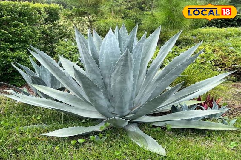 एगेव इसे सेंचुरी प्लांट भी कहा जाता है हालाँकि यह 10 से 30 साल में ही फूल दे देता है। इसका फूलदार तना बहुत लंबा निकलता है और एक बार फूल आने के बाद पूरा पौधा मर जाता है। लेकिन इस दौरान यह कई पप्प्स पैदा कर देता है। यह एक रेगिस्तानी पौधा है, जिसे बहुत कम पानी और देखभाल की जरूरत होती है। इसे गमले में या जमीन में लगाया जा सकता है। 