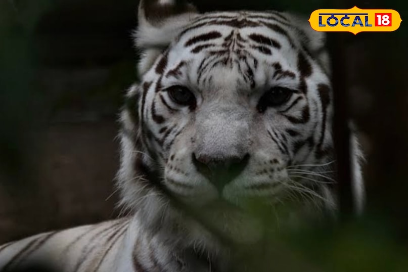 आकार में बड़े होते हैं