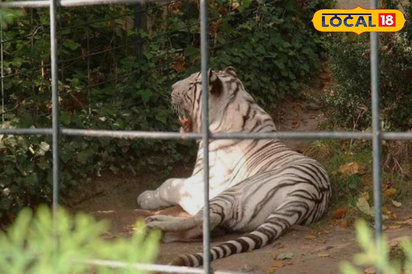 दुनियाभर में कैद हैं सफेद बाघ 