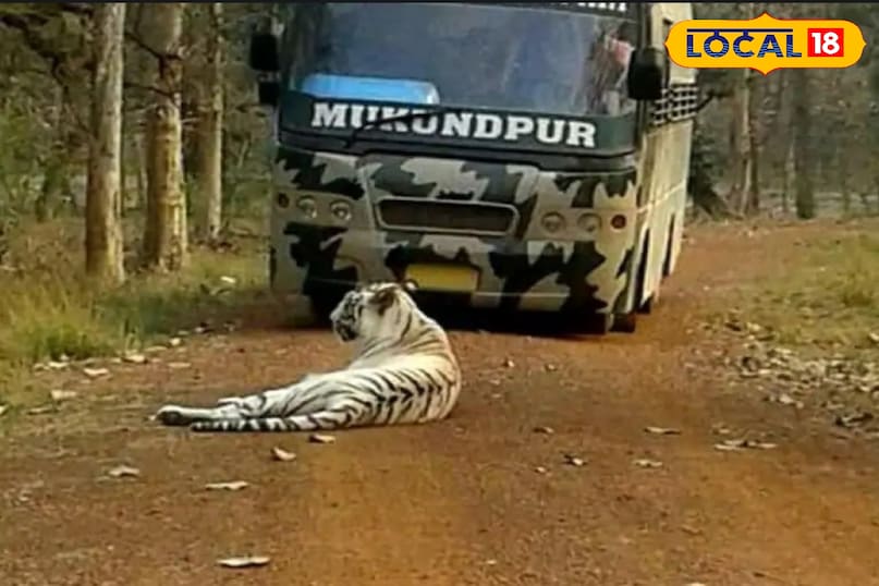 बाघ का रंग सफेद कैसे होता है