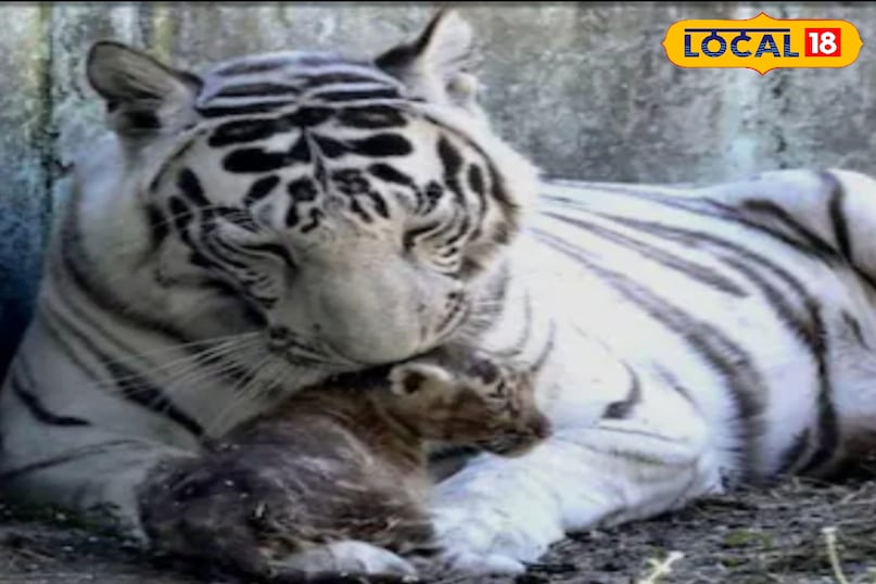 हजारों में एक पैदा होता है सफेद बाघ 