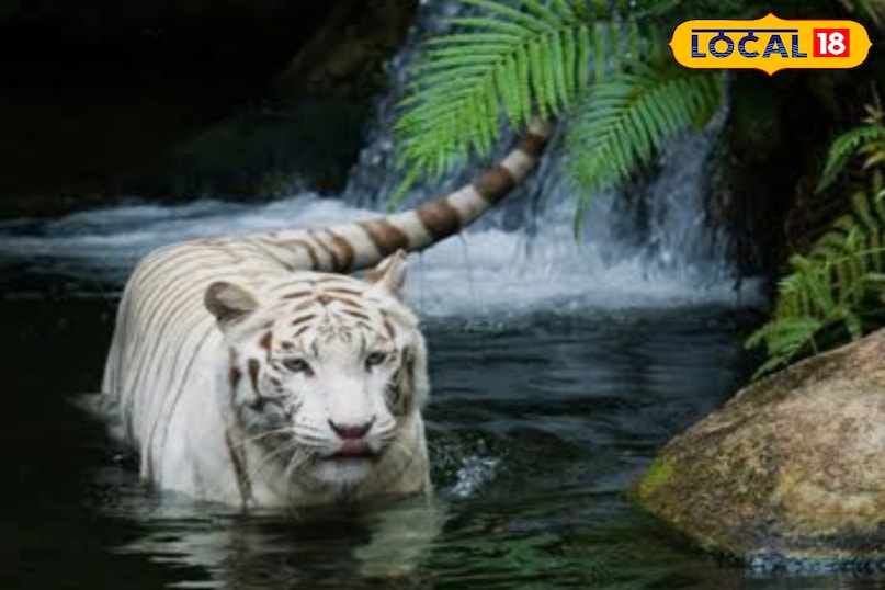 देर तक तैर सकता है