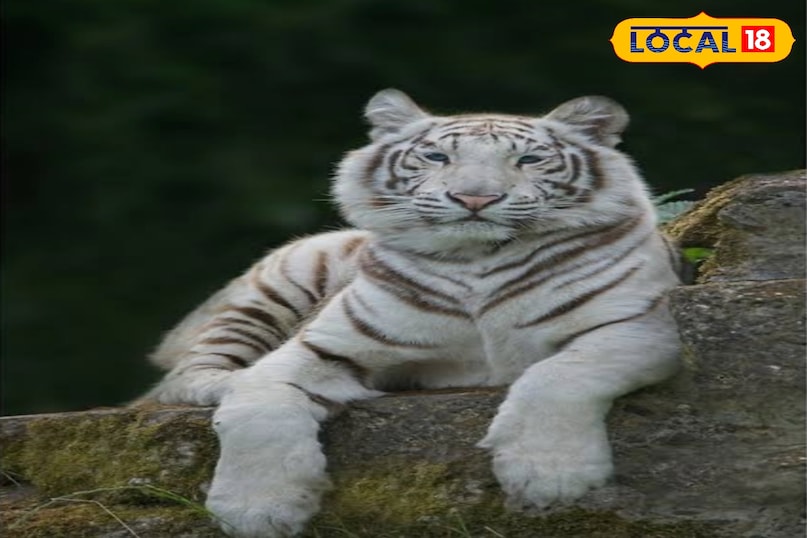 माथे पर लिखा होता है राजा