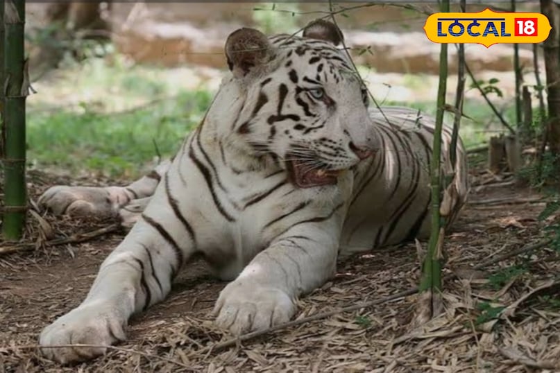 रीवा में पाया गया था पहला सफेद बाघ 