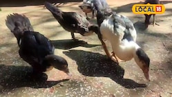 अमीर बनने का शॉर्टकट...मात्र 15,000 से शुरू करें बिजनेस, खर्च 300 मुनाफा 1000