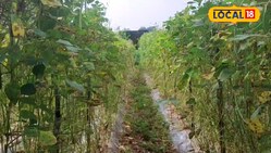 अब गमले में भी उगा सकते हैं बरबट्टी, किसान बता रहे हाइटेक खेती का फार्मूला