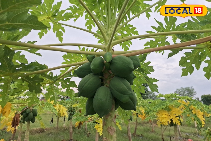 papita farmming 