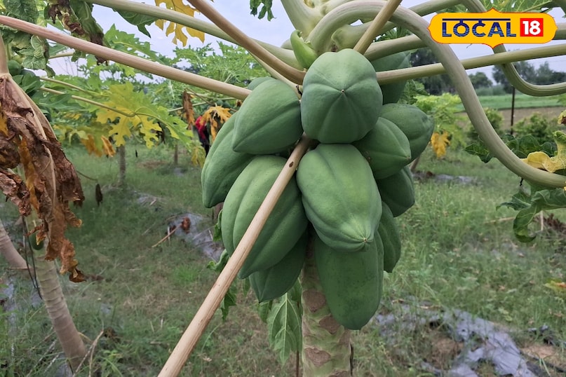 papita farmming 