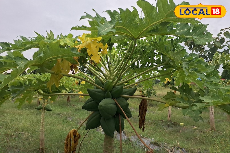 papaya