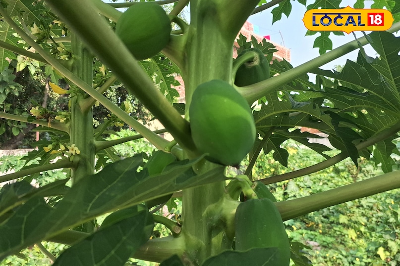 papaya