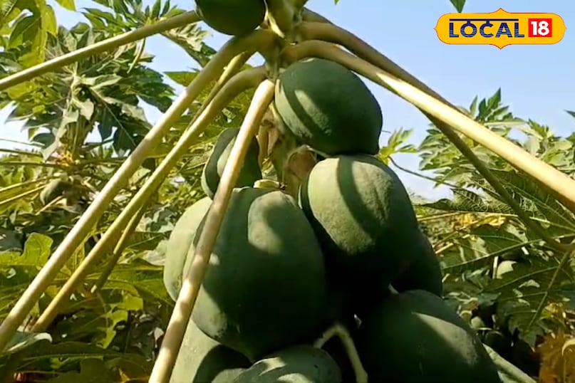 papaya Benfits 