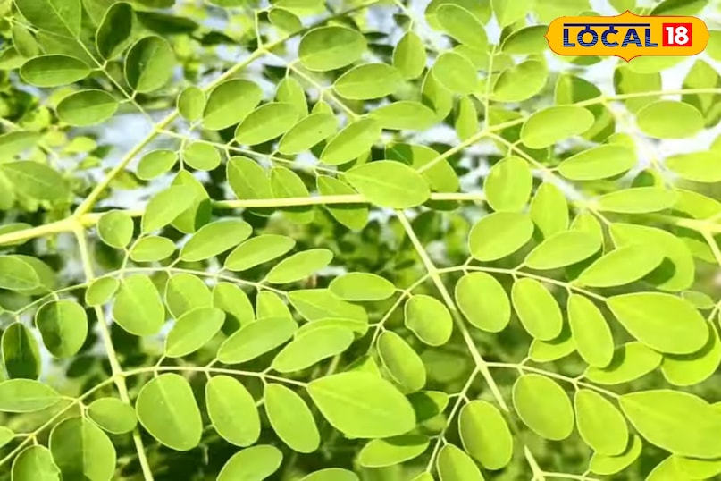 सहजन खाने के फायदे, सहजन का पाउडर इस्तेमाल करने के फायदे, सहजन का जूस पीने के फायदे, सहजन का बालों के लिए कैसे इस्तेमाल कर सकते हैं, बाल झड़ने से कैसे रोकें, बालों की लंबाई बढ़ाने के लिए क्या उपाय करें, Bharat.one, Benefits of eating drumstick, benefits of using drumstick powder, benefits of drinking drumstick juice, how to use drumstick for hair, how to prevent hair fall, what measures to take to increase hair length, Bharat.one सहजन खाने के फायदे, सहजन का पाउडर इस्तेमाल करने के फायदे, सहजन का जूस पीने के फायदे, सहजन का बालों के लिए कैसे इस्तेमाल कर सकते हैं, बाल झड़ने से कैसे रोकें, बालों की लंबाई बढ़ाने के लिए क्या उपाय करें, Bharat.one, Benefits of eating drumstick, benefits of using drumstick powder, benefits of drinking drumstick juice, how to use drumstick for hair, how to prevent hair fall, what measures to take to increase hair length, Bharat.one