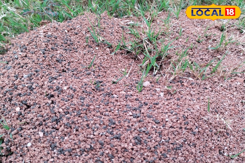 लाखों चीटियां काम करती लाखों चीटियां काम करती