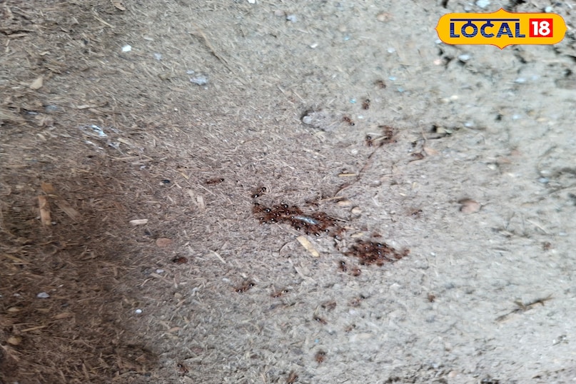 इंसानों को घरबनते देखा इंसानों को घरबनते देखा