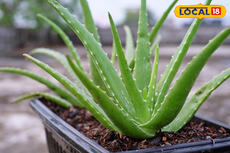 एलोवेरा